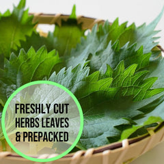 Shiso - Japanese Basil 40g