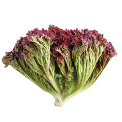 Lollo Rosso Salad 600g