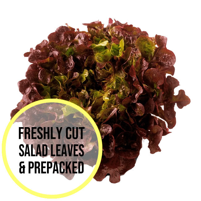 Folhas de Alface Red Oakleaf 300g