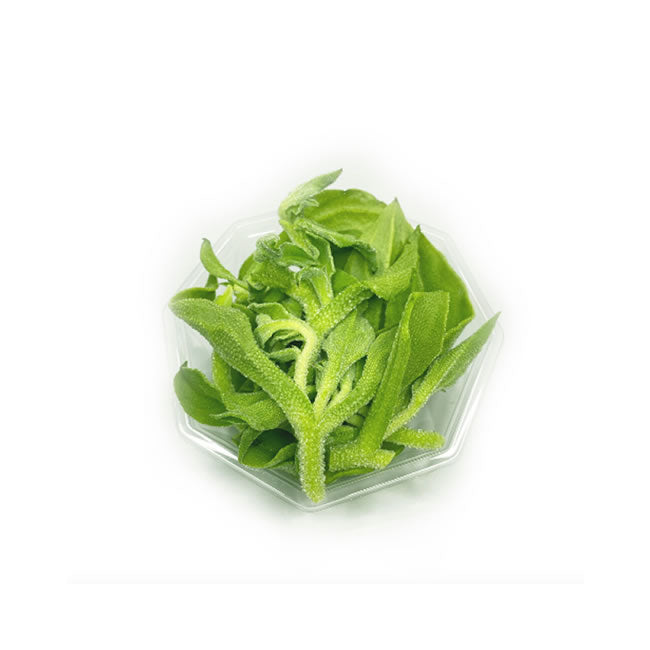 Planta de Gelo Vegetal 280g
